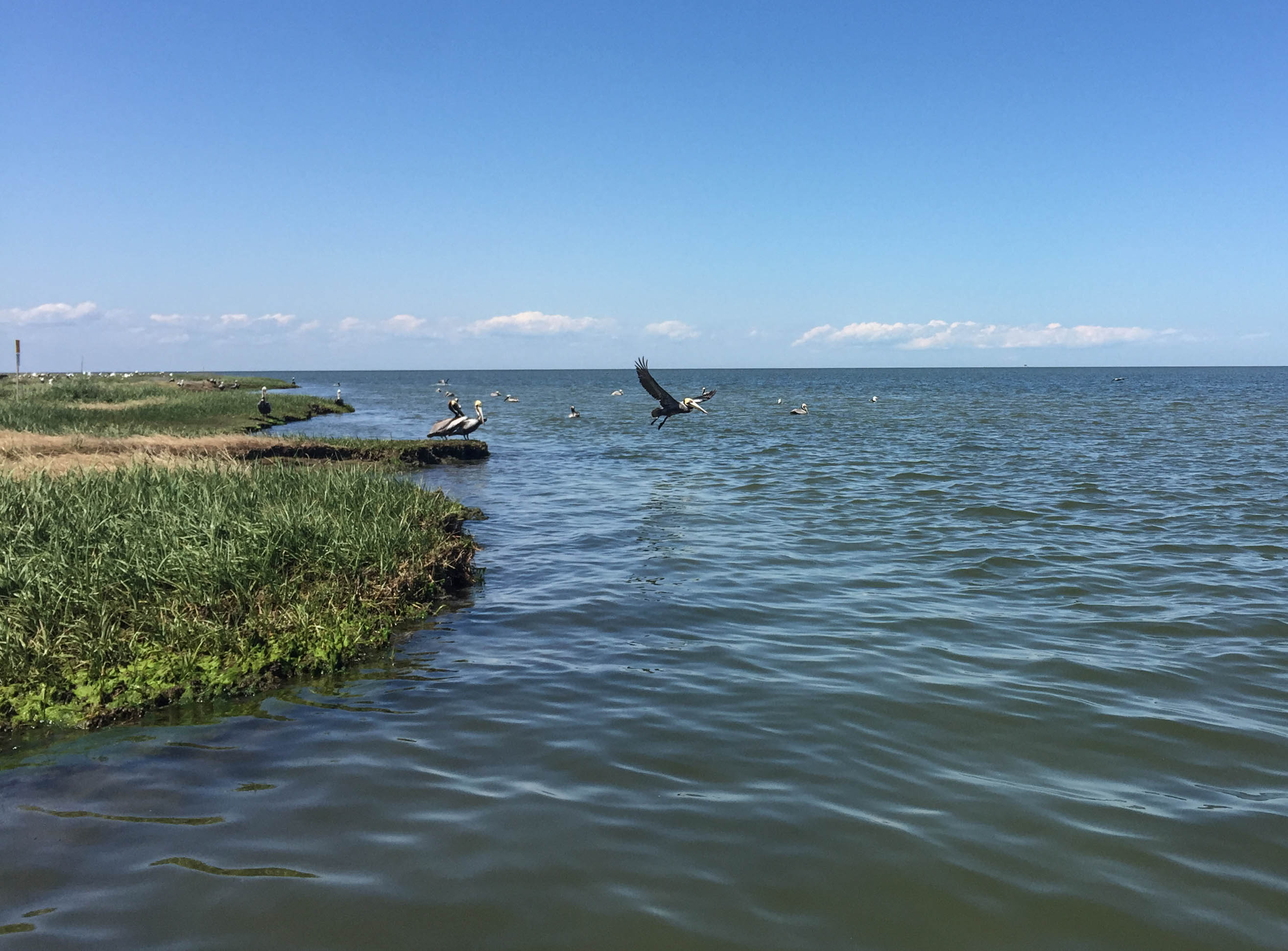Brown pelicans on and by an island