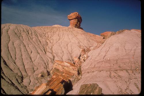 Petrified Wood at Petrified Forest National Park, Arizona