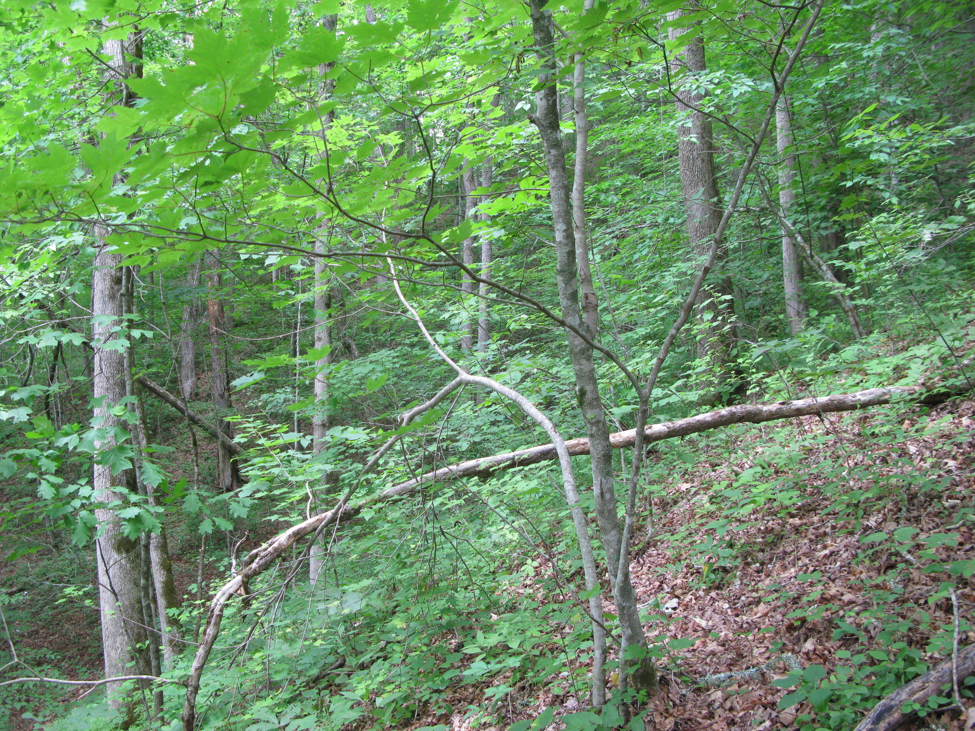 GRSM Accuracy Assessment. Plot Code: GRSM_AA_0725_2