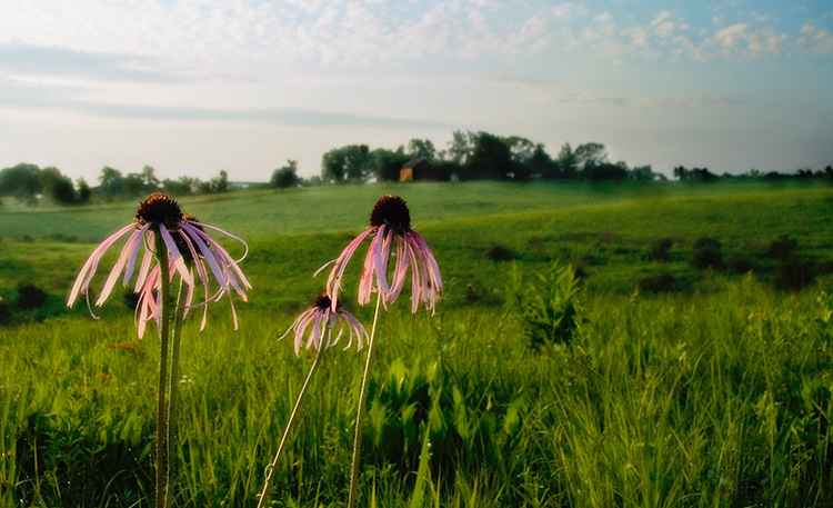 Purple flowers bloom in the foreground of a soft-focused green prairie with a red barn on a hill.