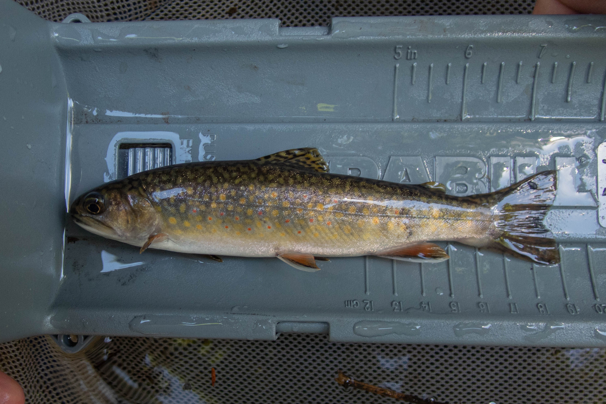 Salvelinus fontinalis (brook trout) - full body, medium adult