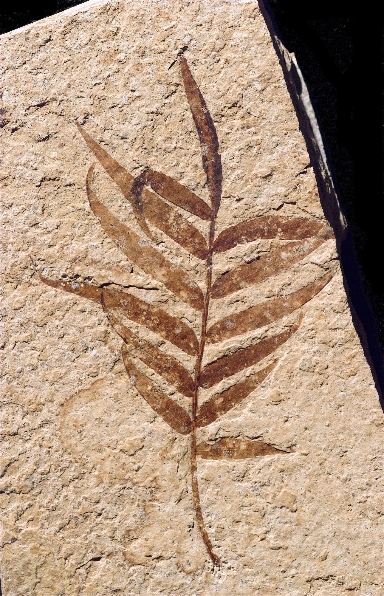 A dark brown leaf fossil in tan stone.  You can see the edge of the stone above and to the right of the leaf.  The stem of the leaf is viewed upright in the picture and a dozen leaflets branch off from the stem to the left and right.  Although a fossil, it looks exactly like a modern-day compound leaf.