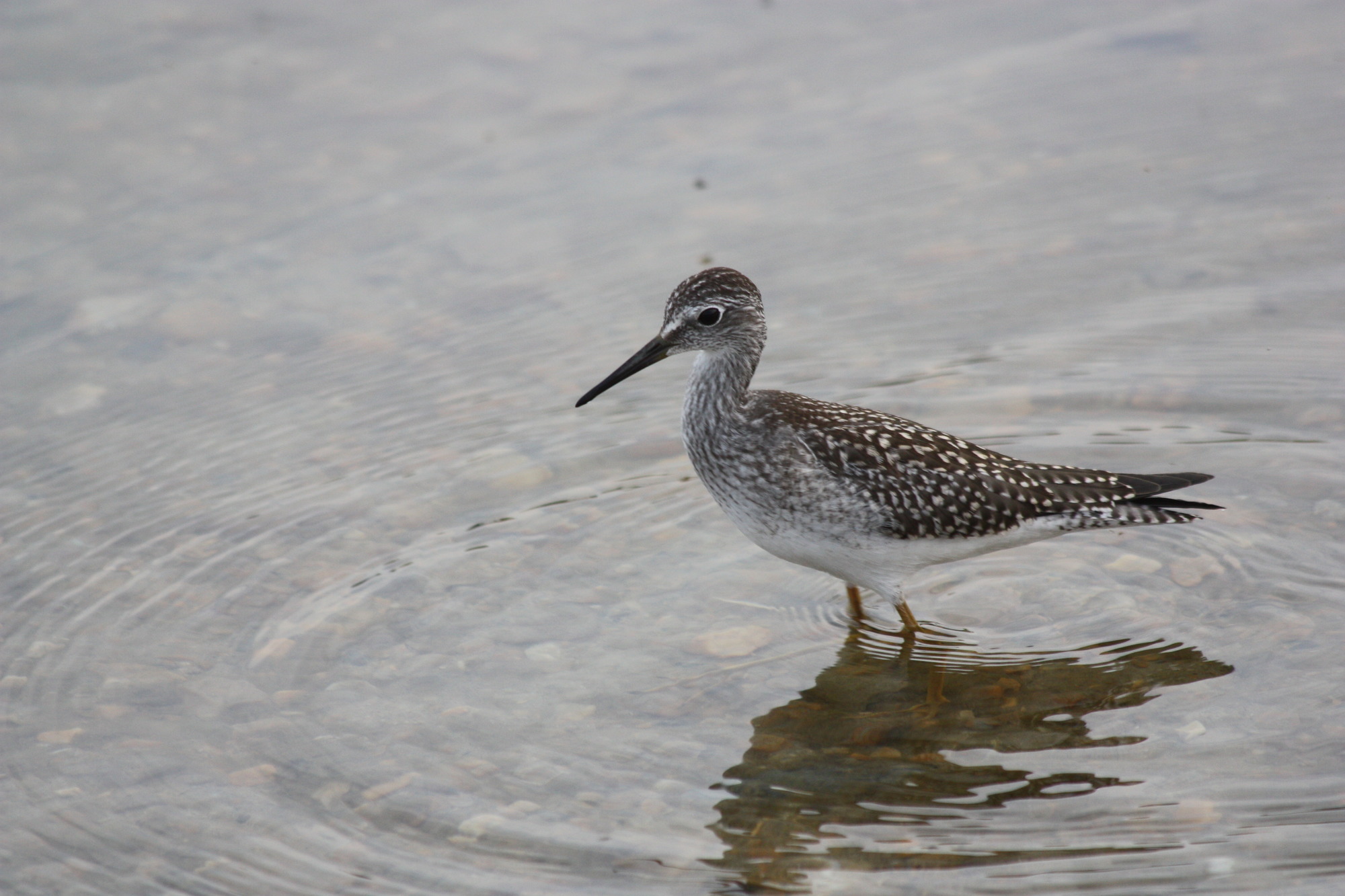 small brown and white bird with large beak
