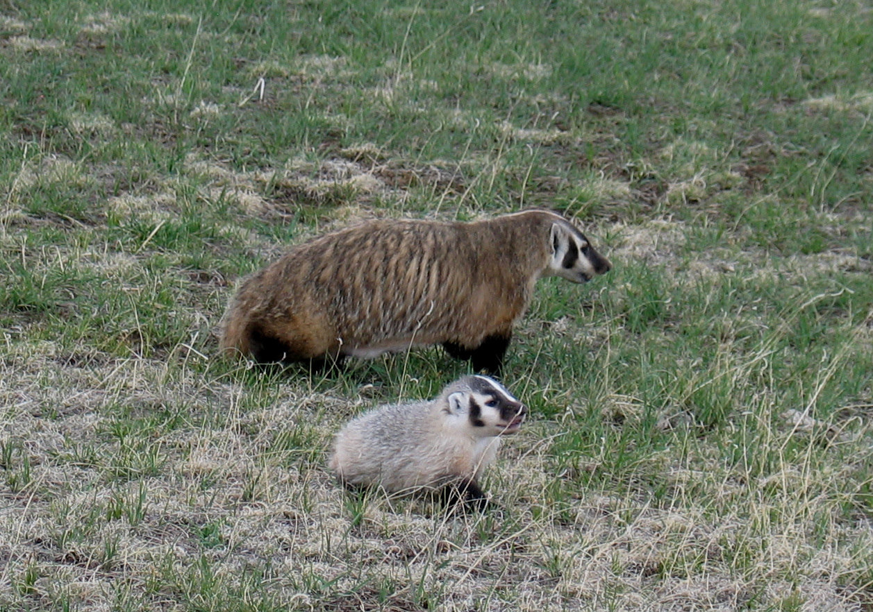 a female badger with her young