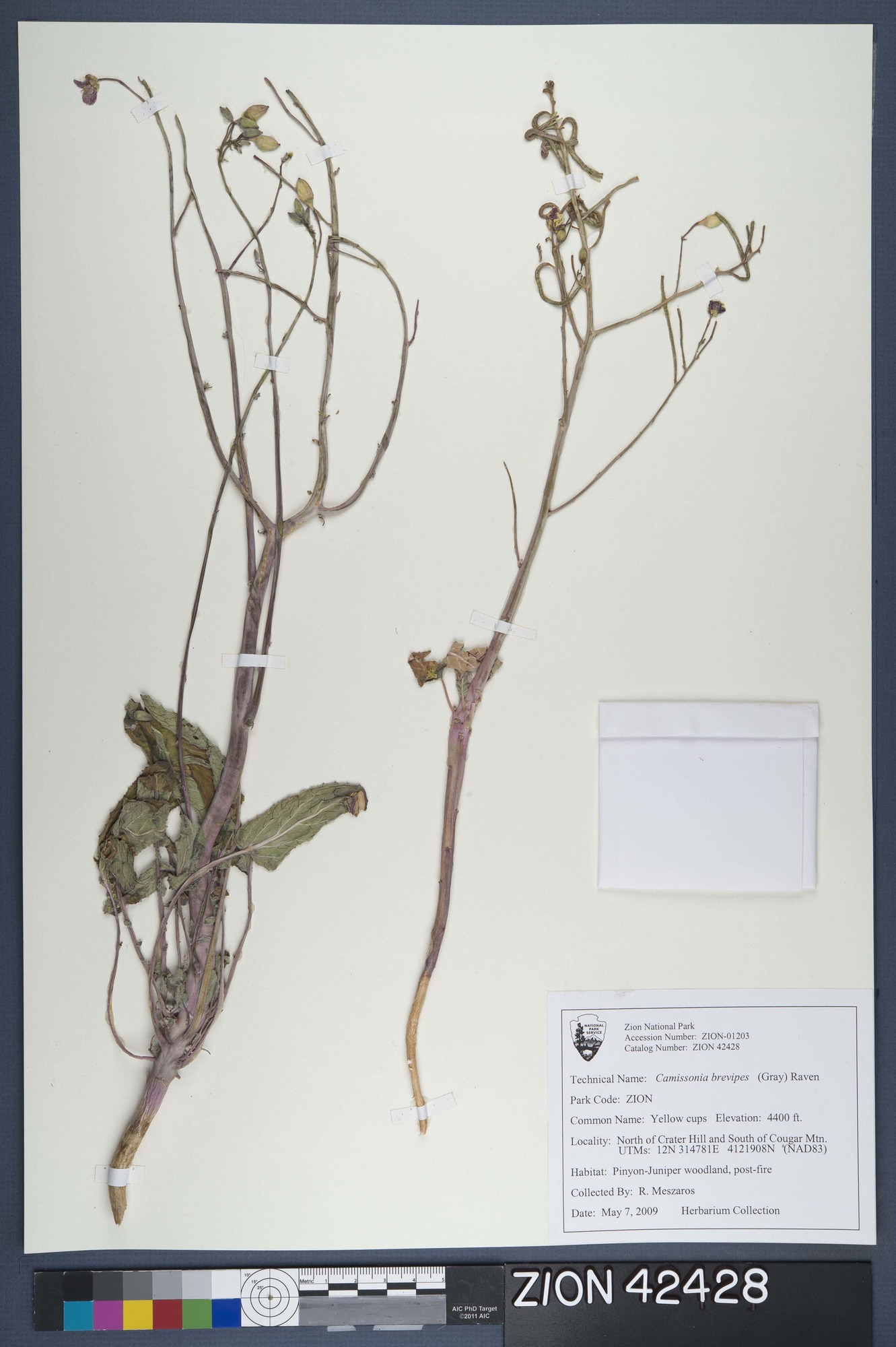 Herbarium Specimen Sheet 42428