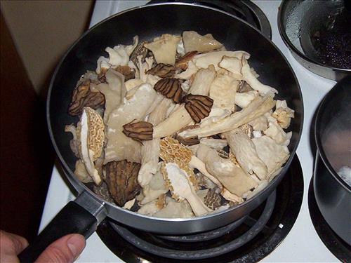 Protecting Resources: Sustaining Wild Mushrooms in Four NCR Parks - Photos from University of Arkansas led study