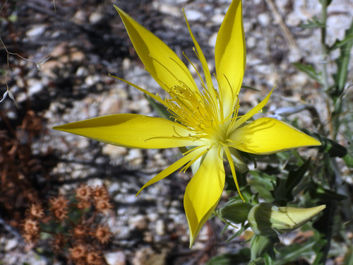 Yellow flower with five thin petals. The stamens stick up high above the flat petals.