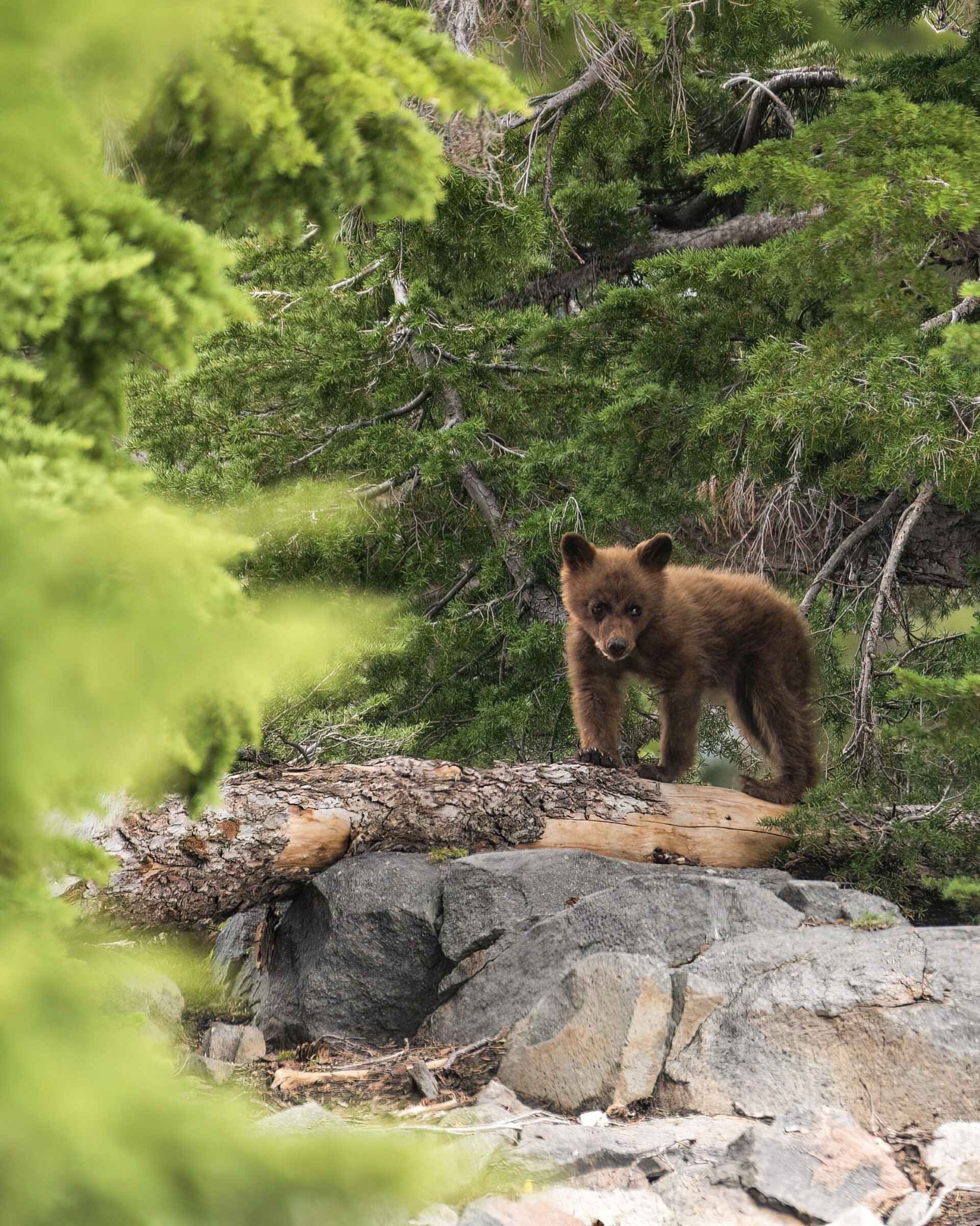 Bear cub stands on a log in a wooded area