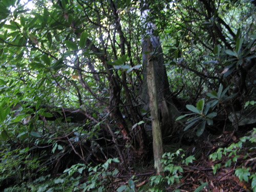 GRSM Accuracy Assessment. Plot Code: GRSM_AA_0366_3