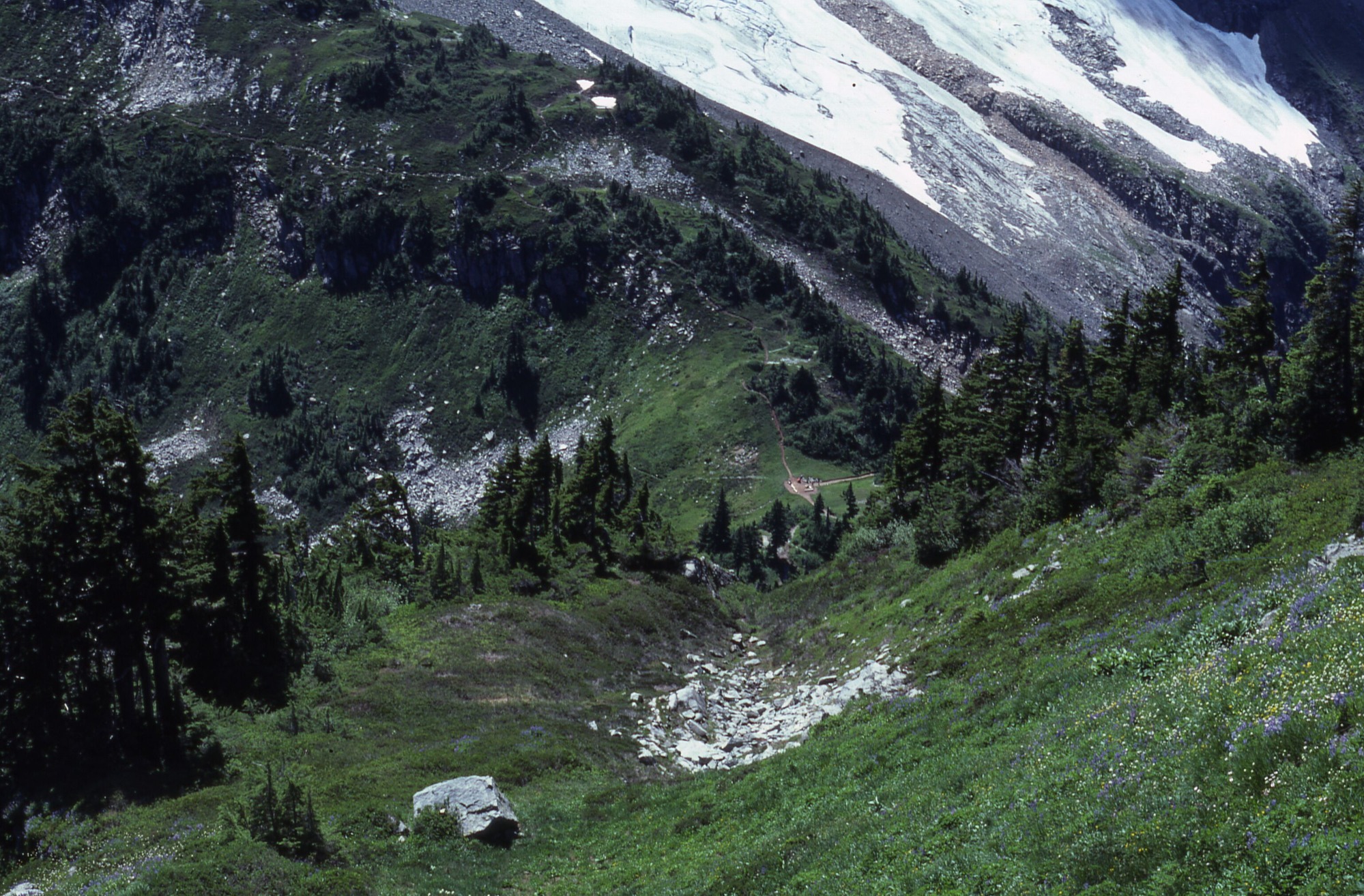 Grassy and rocky mountain slopes studded in trees, shrubs, and wildflowers. Trails cut through the landscape. In the background are steep, snowy slopes.