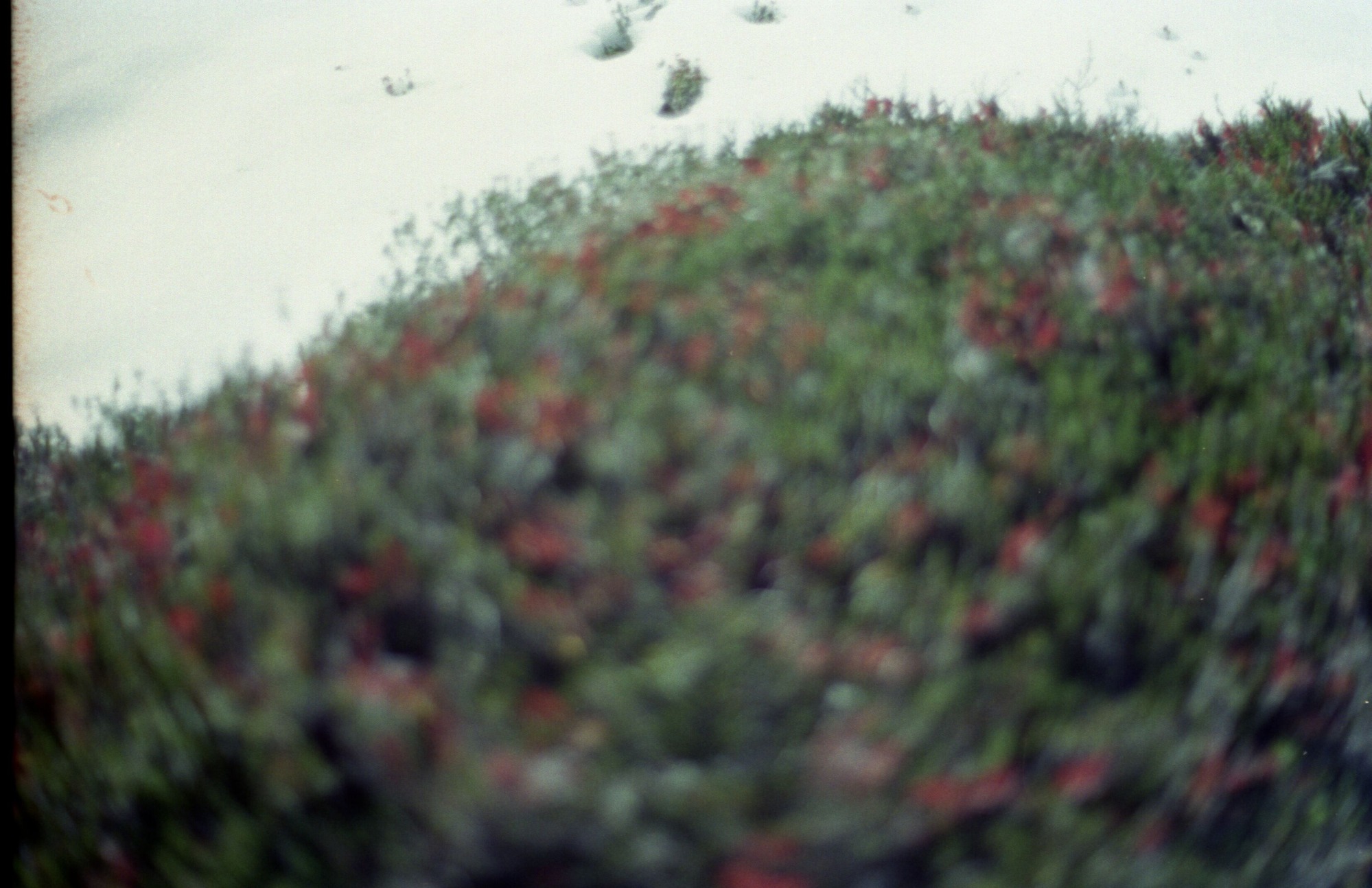 A blurry image of wildflowers and snow.