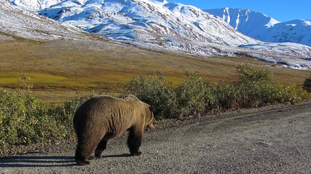 a bear walking a dirt road in a landscape of snowy mountains