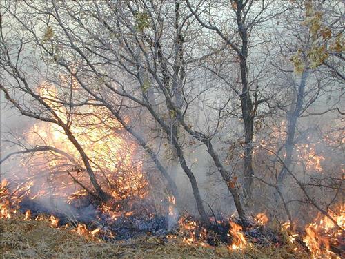 High intensity flames in dense brush during Far View prescribed fire, November 2001