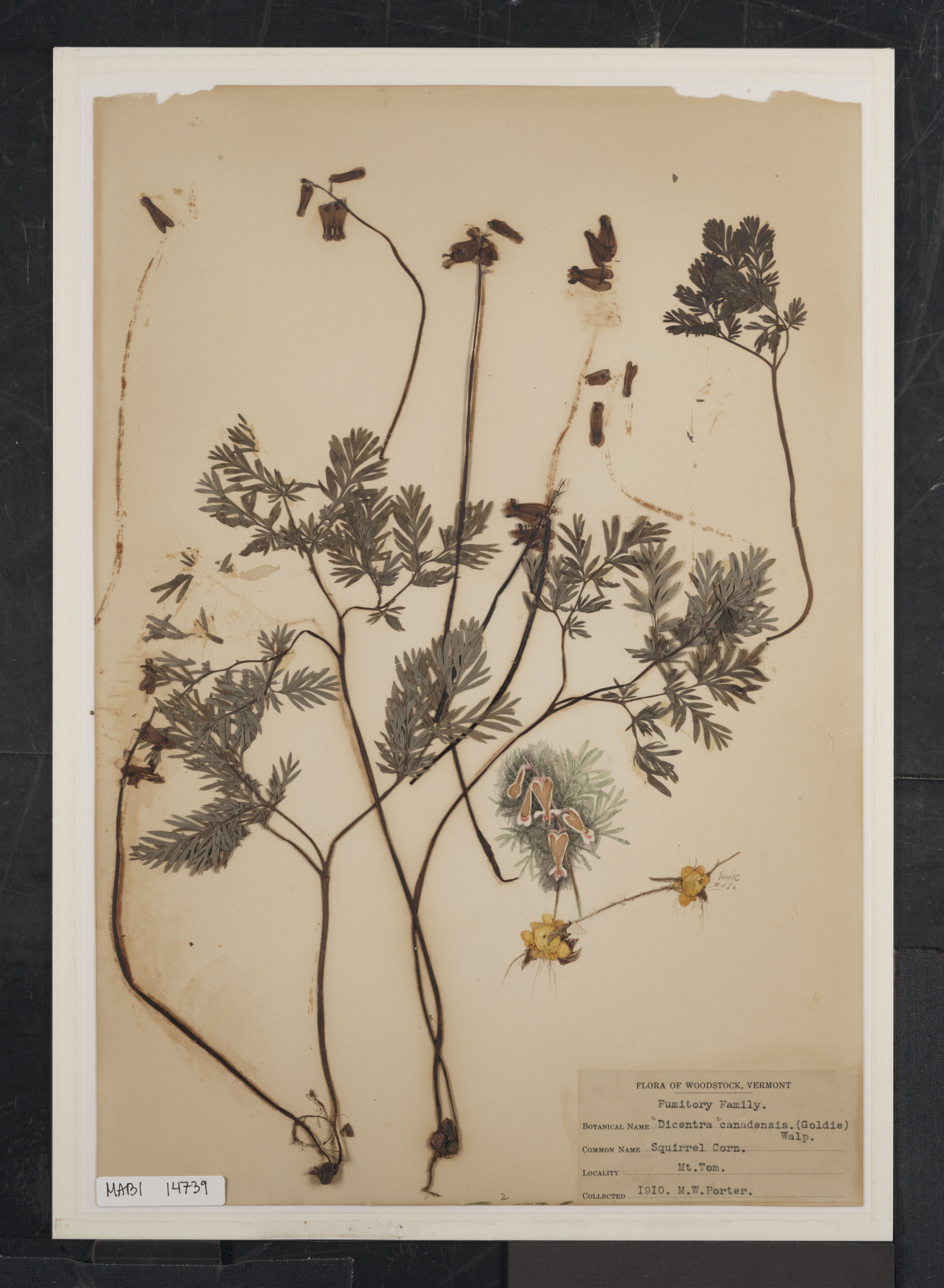 Preserved biological specimen on paper.