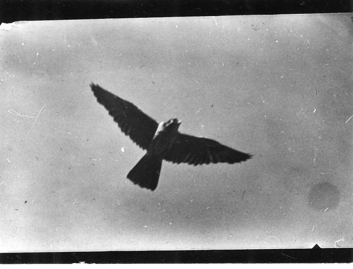Large bird (falcon?) in flight