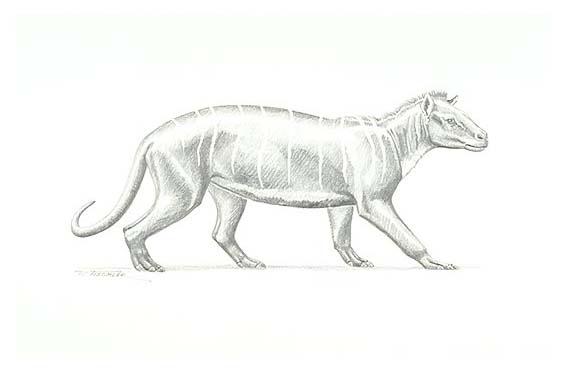 a Phenacodus, a prehistoric mammal of the Eocene Epoch