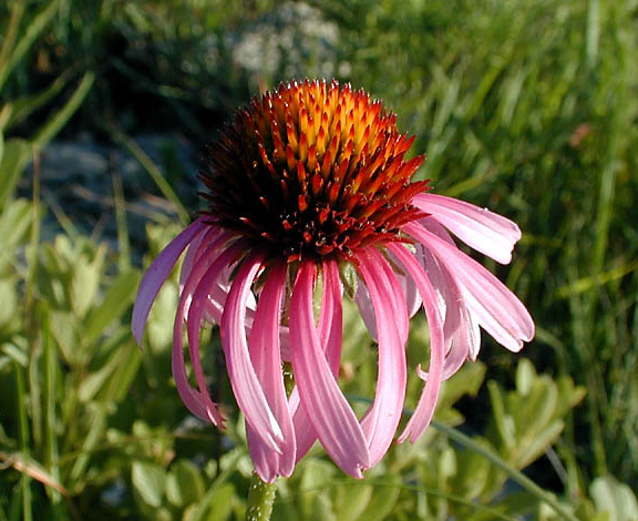 Purple coneflower
Echinacea angustifolia
Blooms: June - July