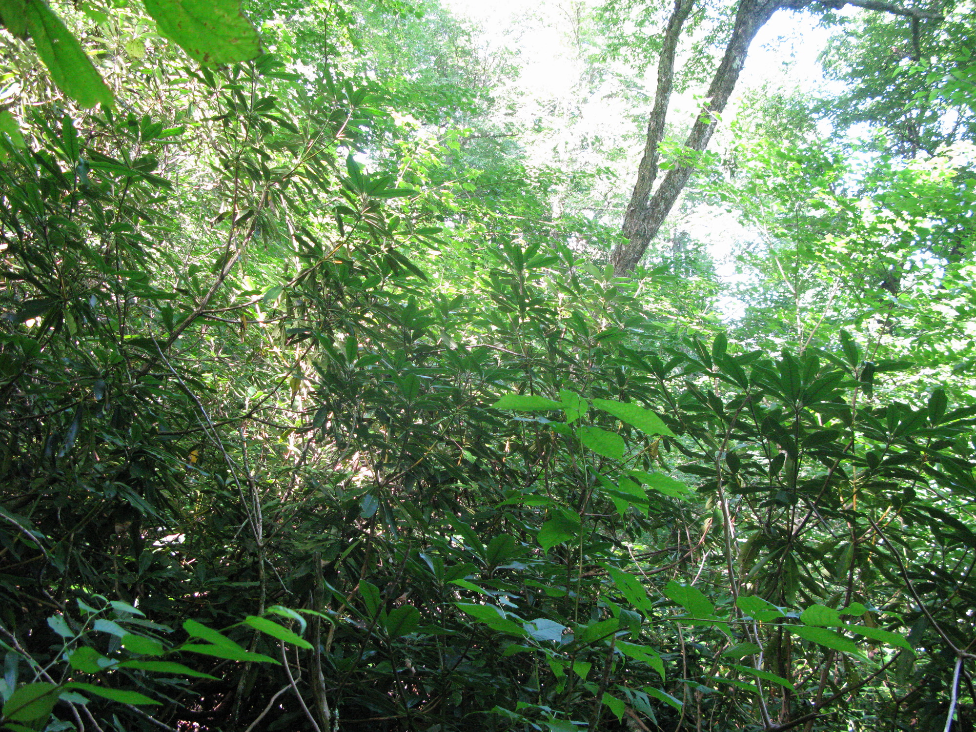 GRSM Accuracy Assessment. Plot Code: GRSM_AA_0454_5