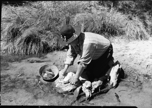 Fish-poisoning experiment. Chris Brown mixing soaproot in water & scooping up dead trout. Yosemite Creek. See Nature Notes, February 1951.