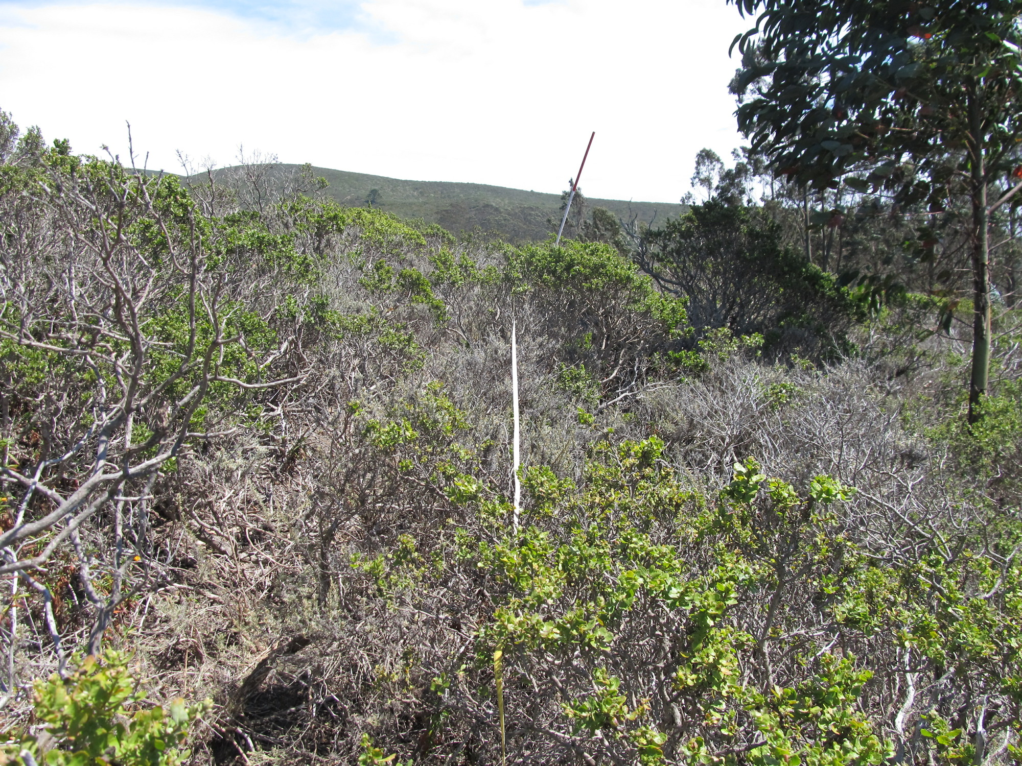 Eye-level view from the center point of a plant community monitoring plot