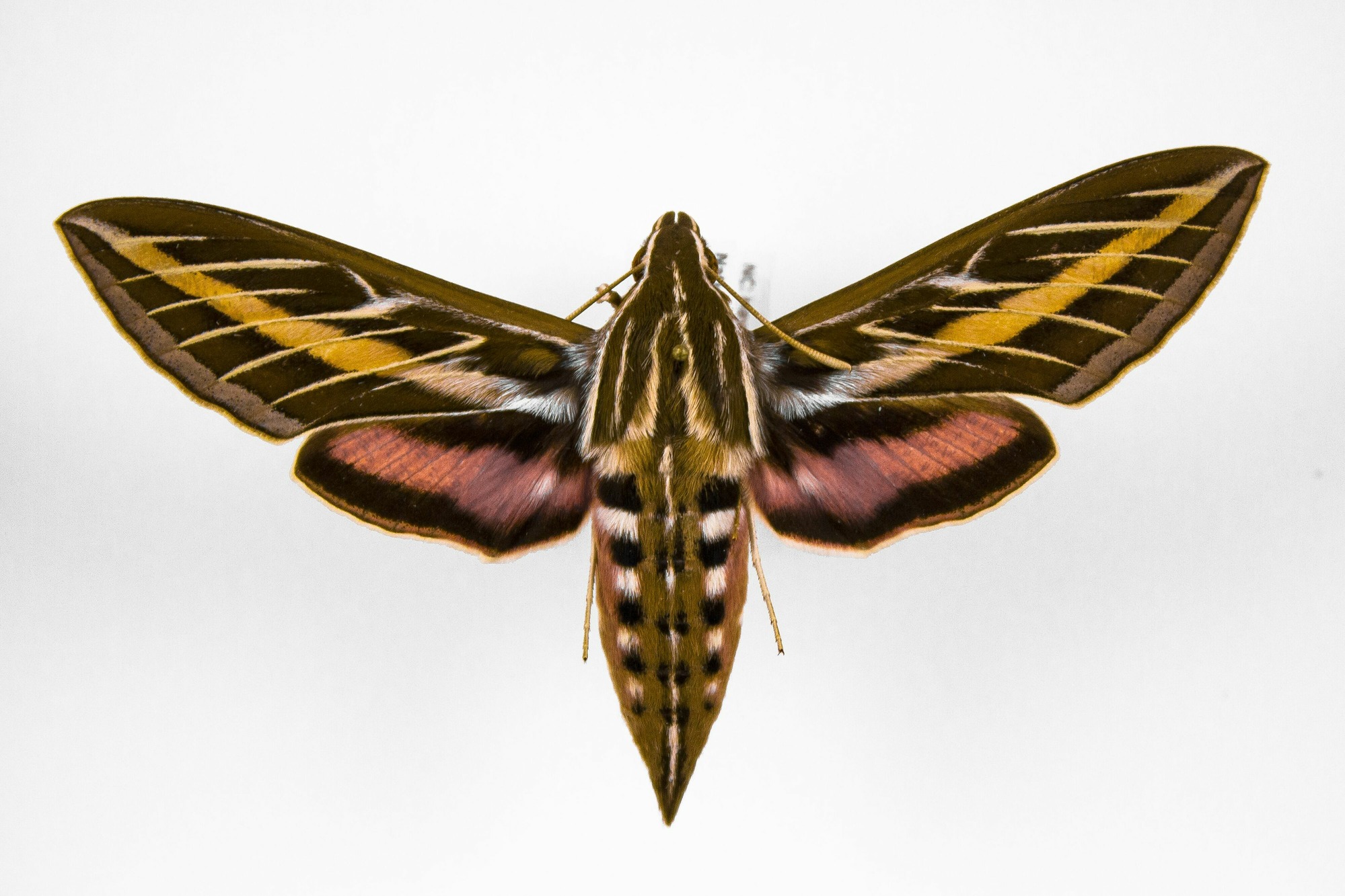 Image of Hyles lineata, a species of Insect