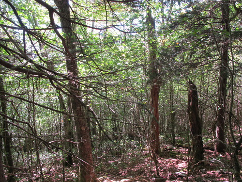 GRSM Accuracy Assessment. Plot Code: GRSM_AA_0893_4