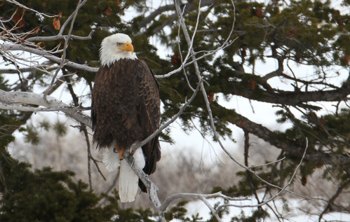 Bald eagle perched in tree