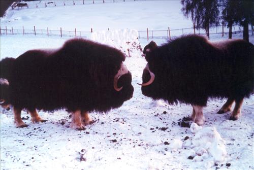 1 Muskoxen in Alaska