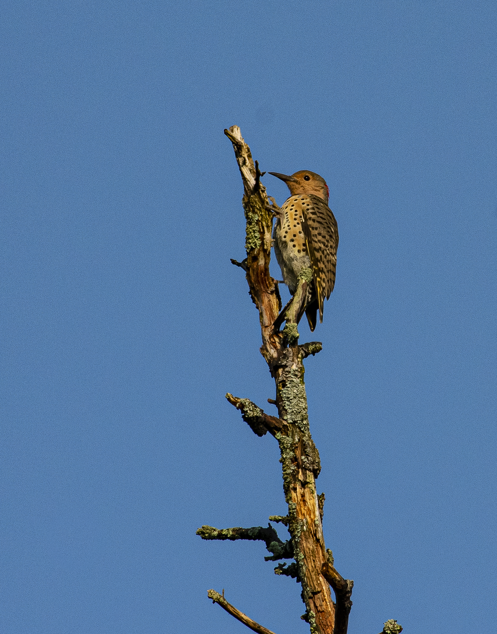 Northern flicker standing on the side of a tree top