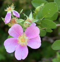 California wild rose flowers and leaves