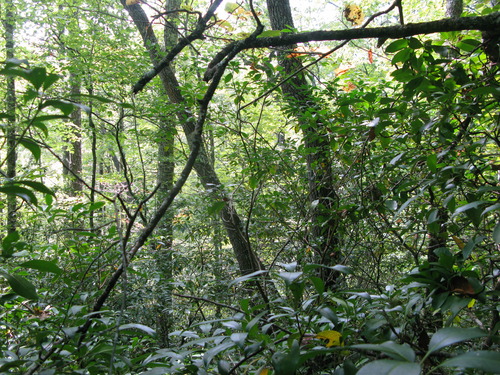 GRSM Accuracy Assessment. Plot Code: GRSM_AA_0806_5