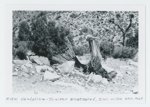 Black and white image of destroyed Juniper