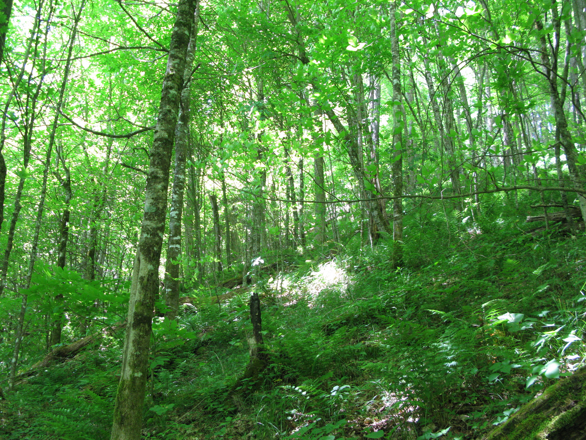 GRSM Accuracy Assessment. Plot Code: GRSM_AA_0953_5