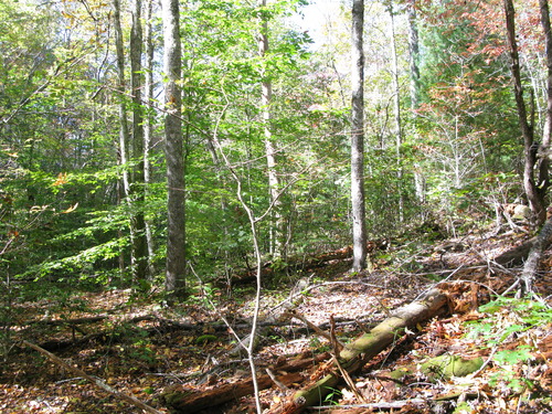 GRSM Accuracy Assessment. Plot Code: GRSM_AA_0337_5