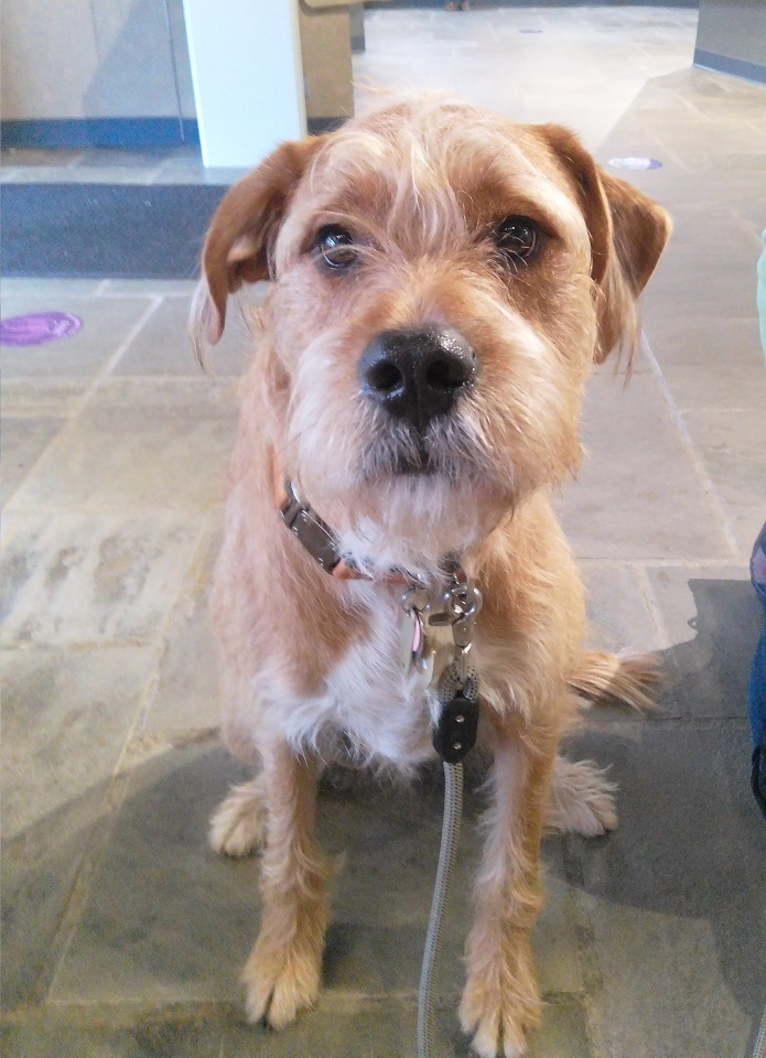 brown dog sitting inside visitor center 