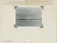 hfca_1607_iva_013_10_009_3266_a. Pronghorn, American -- Alert to repel other aspirants for his does during rutting season. Locality: Gardiner entrance, Yellowstone National Park. Negative #: 3266
