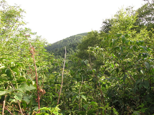 Plot Code: GRSM_AA_0645_4