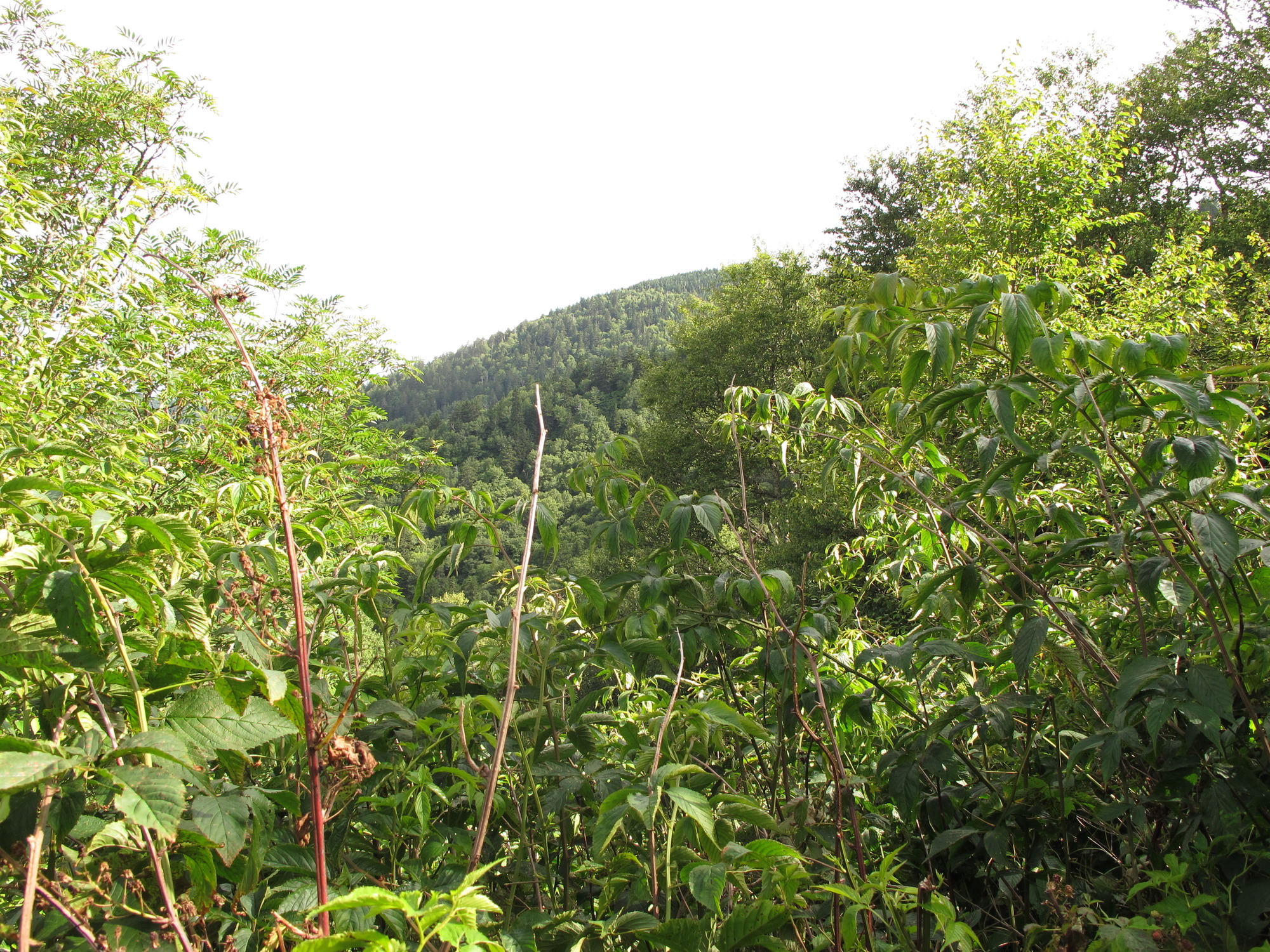 Plot Code: GRSM_AA_0645_4