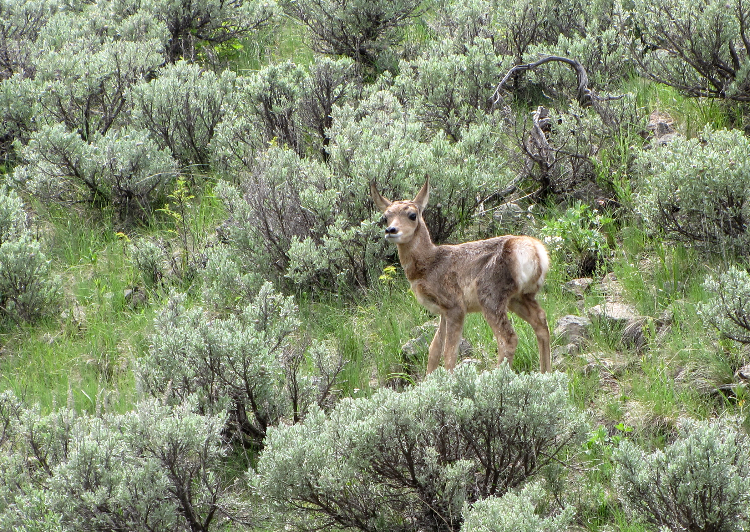 Fawn is standing in sagebrush