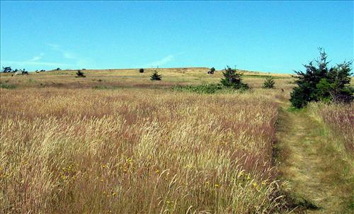 American Camp prairie