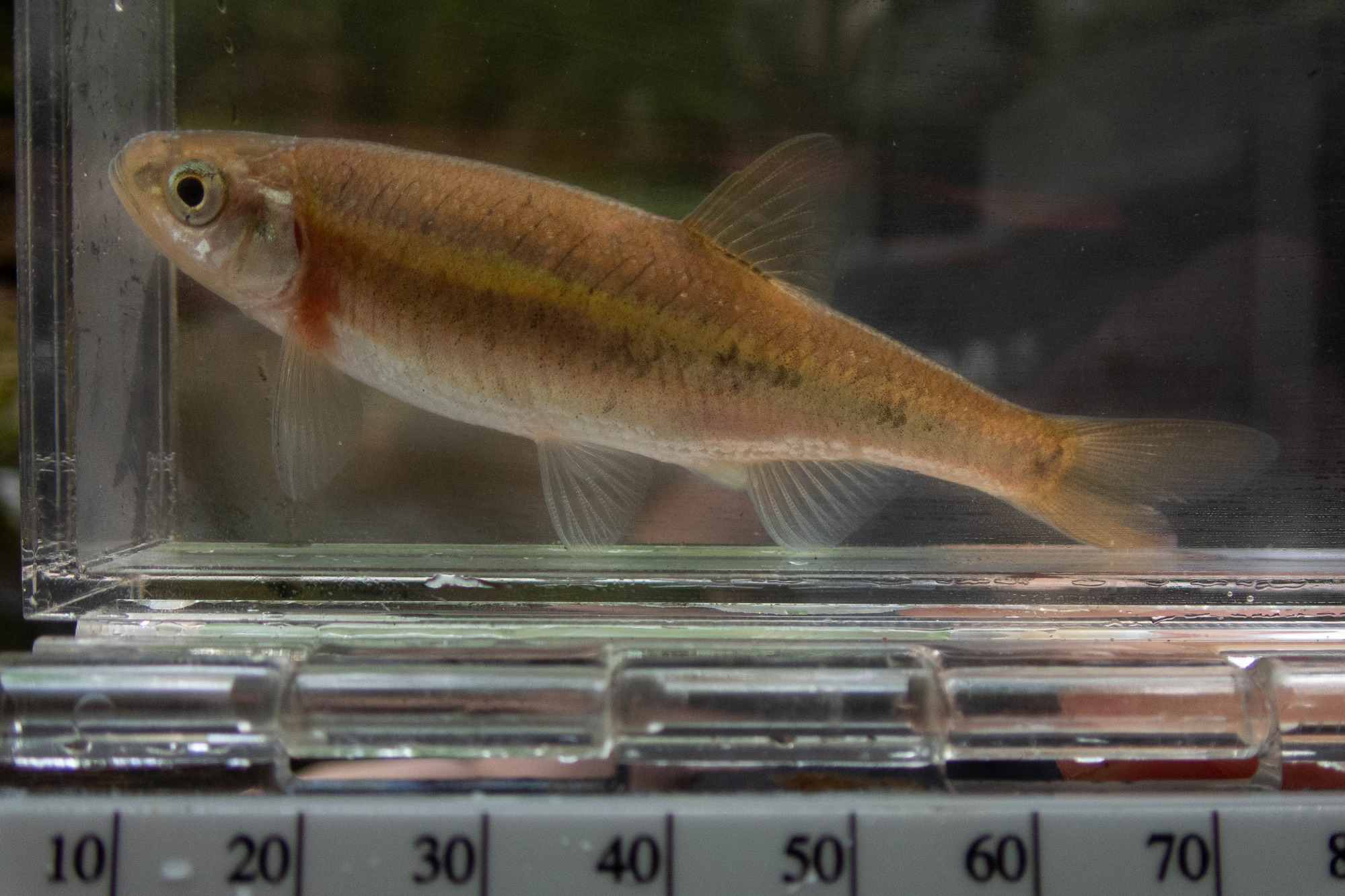 Clinostomus funduloides (rosyside dace) - full body, adult