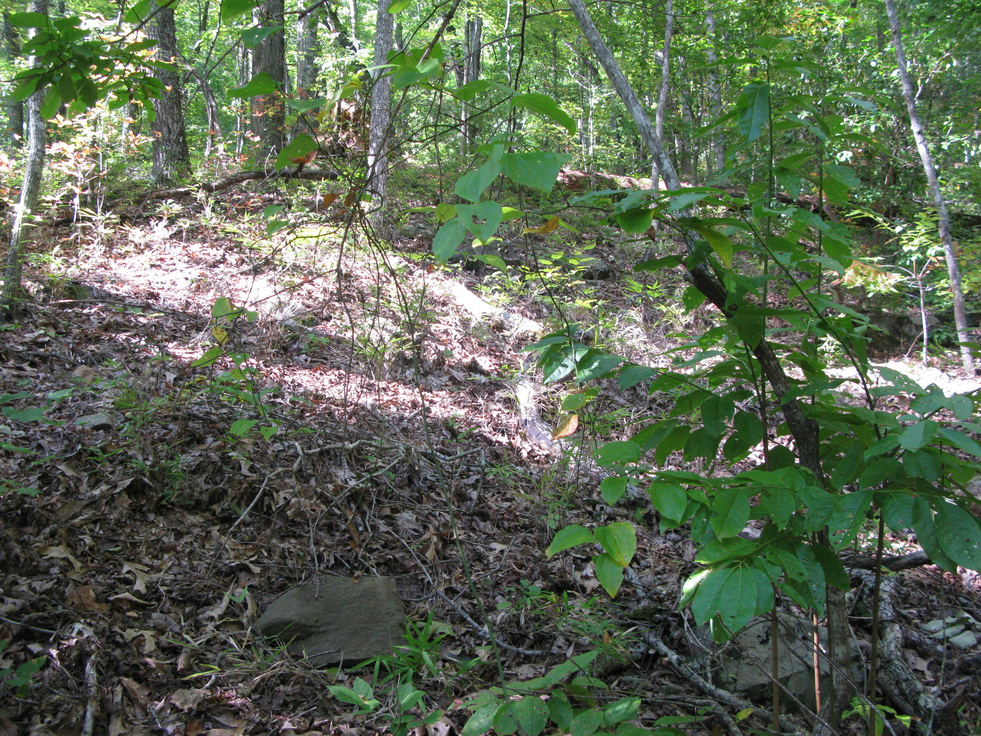 GRSM Accuracy Assessment. Plot Code: GRSM_AA_0235_2