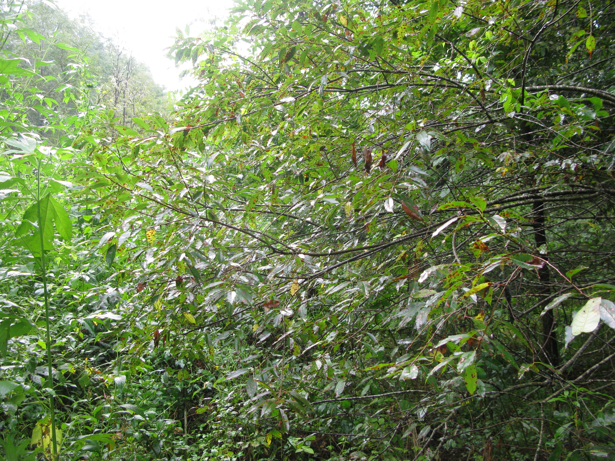 GRSM Accuracy Assessment. Plot Code: GRSM_AA_0355_3