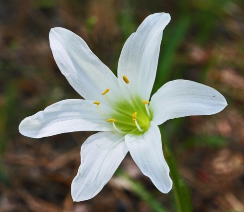 A white flower with six star-like petals.