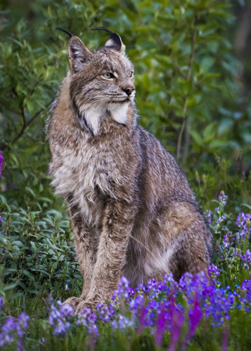 a lynx sitting on its rear, with black tufts of fur noticeable atop each ear
