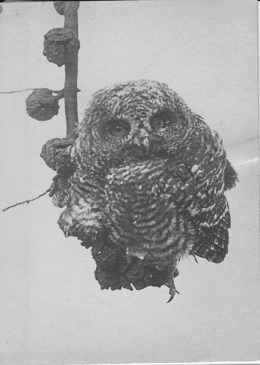 Pigmy Owl on stick