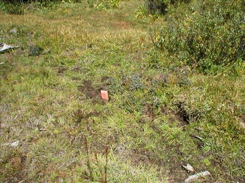Hoof impacts and shearing at Upper Bubbs Meadow, Sequoia and Kings Canyon National Park
