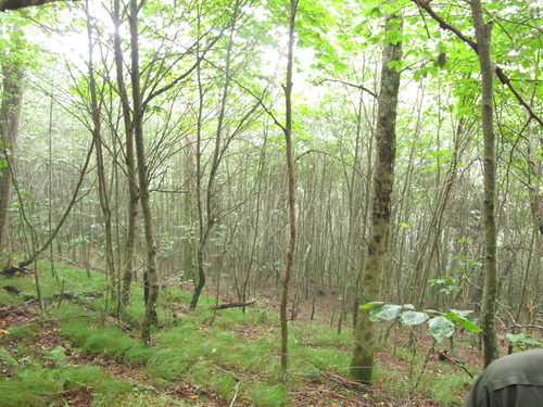 GRSM Accuracy Assessment. Plot Code: GRSM_AA_0217_6