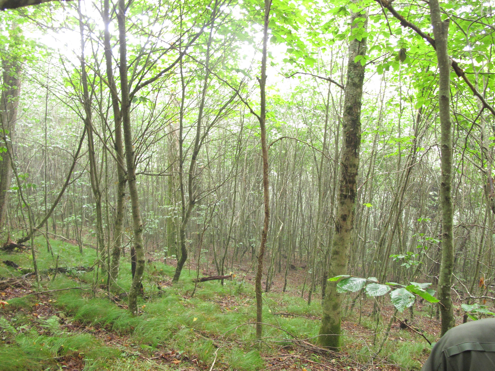 GRSM Accuracy Assessment. Plot Code: GRSM_AA_0217_6