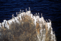 House of the Pelican